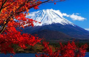 Red_maple_leaves